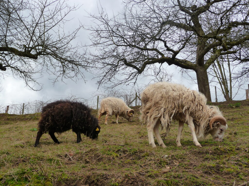 Ouessant-Schaf