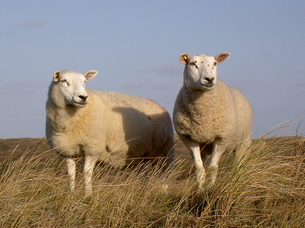 Texelschaf