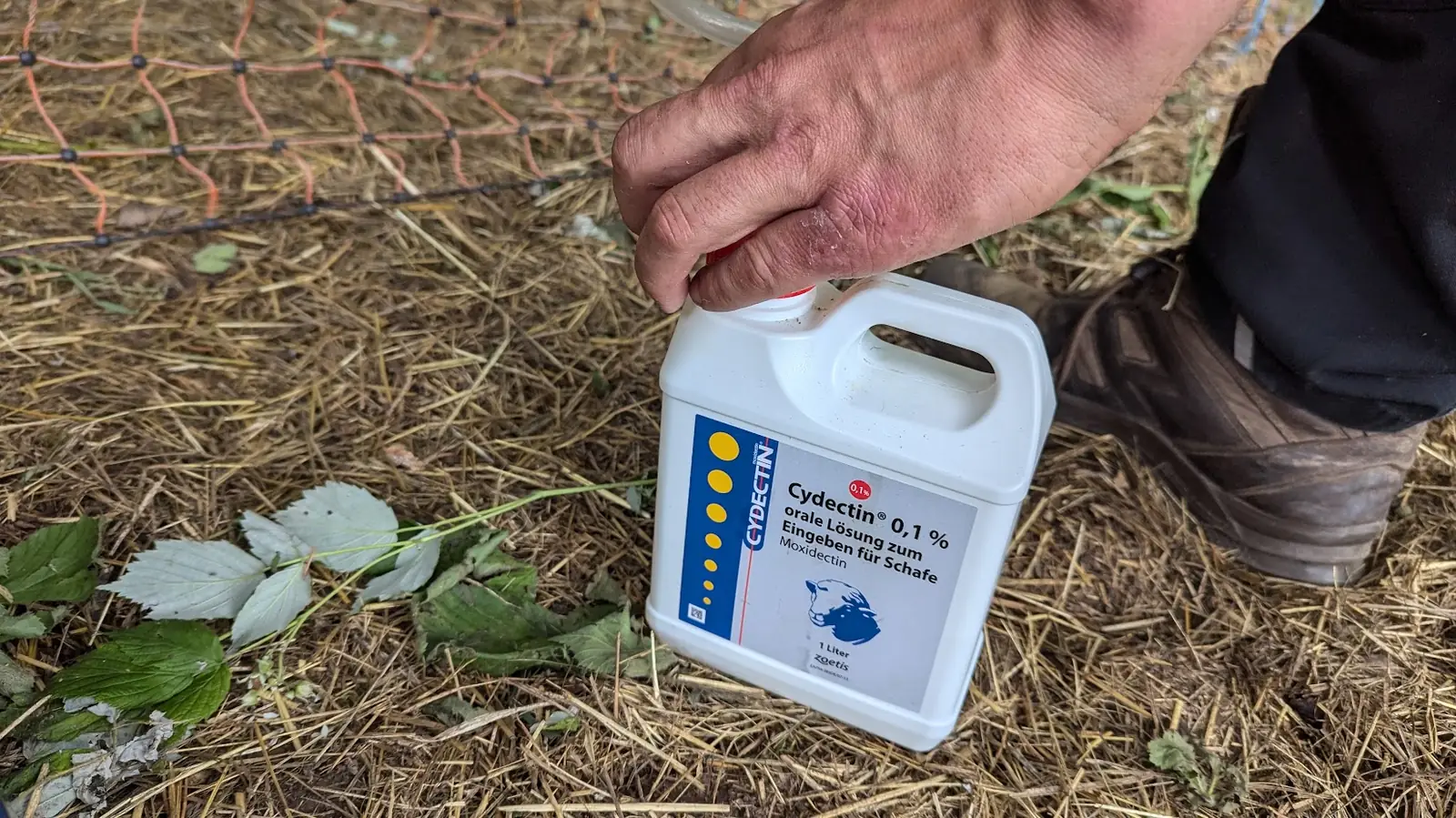 Hand hält eine Flasche Cydectin-Entwurmungsmittel für Schafe auf der Weide
