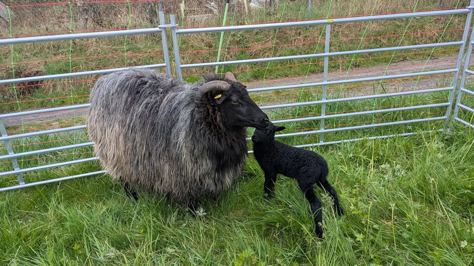 Neugeborenes Lamm direkt nach der Geburt bei der Mutter