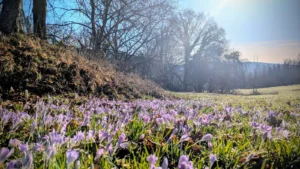 Blühende Herbstzeitlose auf einer Wiese im Herbst, rosa-violette Blüten ohne Blätter