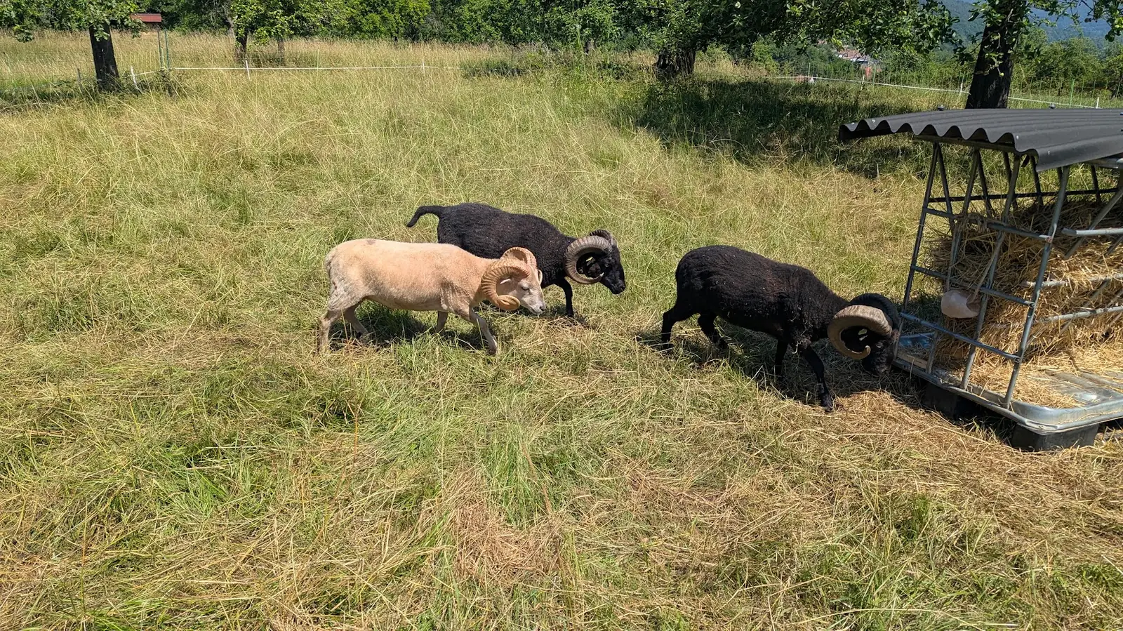 Kleine gemischte Herde aus Schafen und Ziegen auf einer überschaubaren Weidefläche