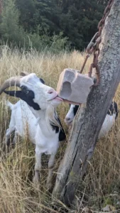 Ziege leckt an einem Mineral-Leckstein, der in einem Halter an einem Weidepfosten hängt