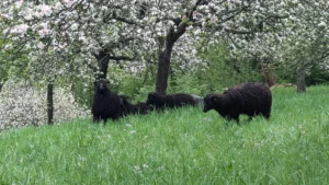 Schafherde weidet unter blühenden Obstbäumen auf einer Streuobstwiese