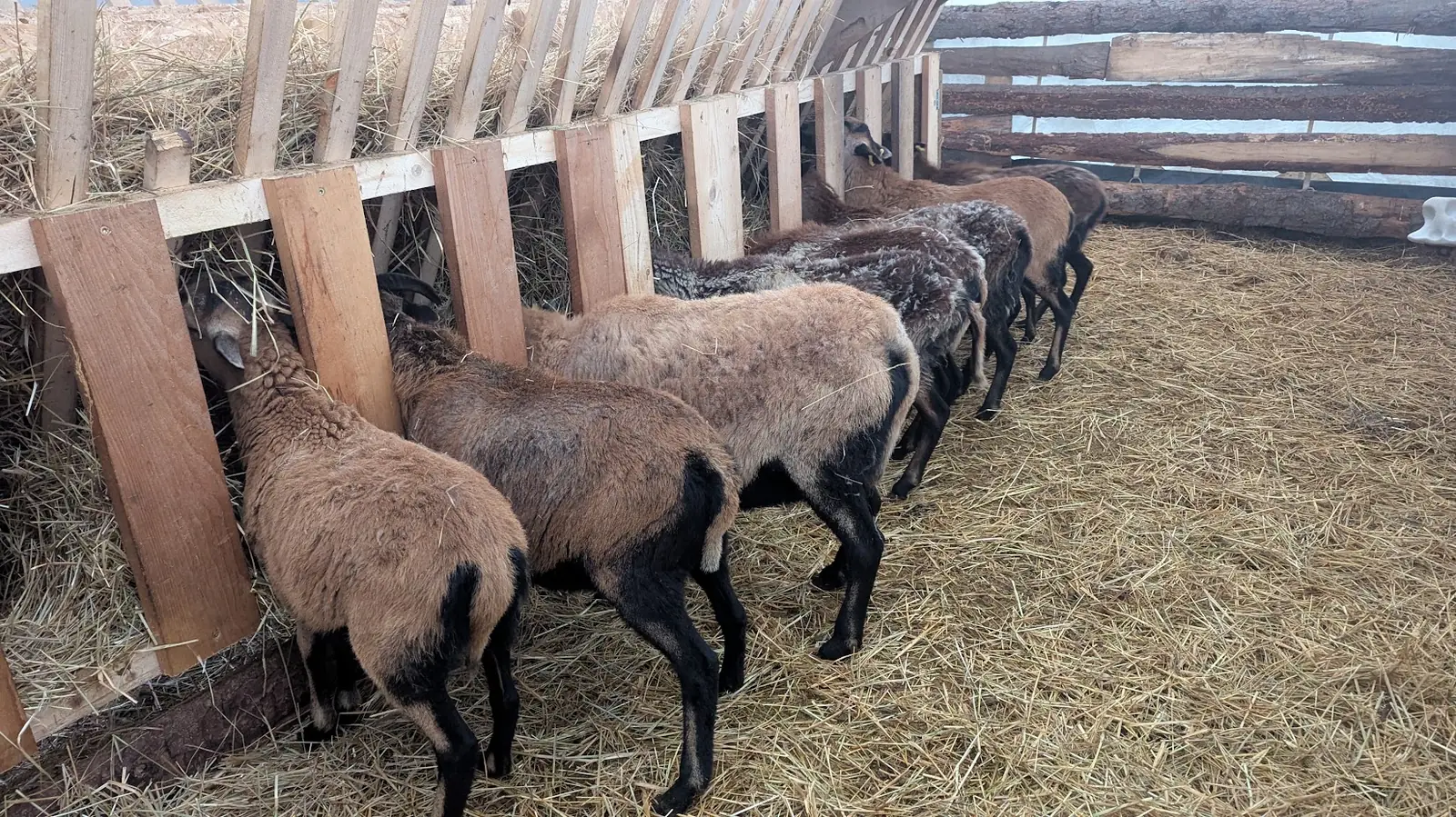 Innenaufnahme des Stalls mit frischer Tiefstreu, Tiere im Hintergrund