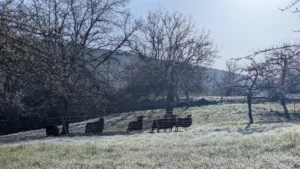 Kahle Frühjahrsweide mit ersten Grasspitzen und Reif, Zaun im Hintergrund